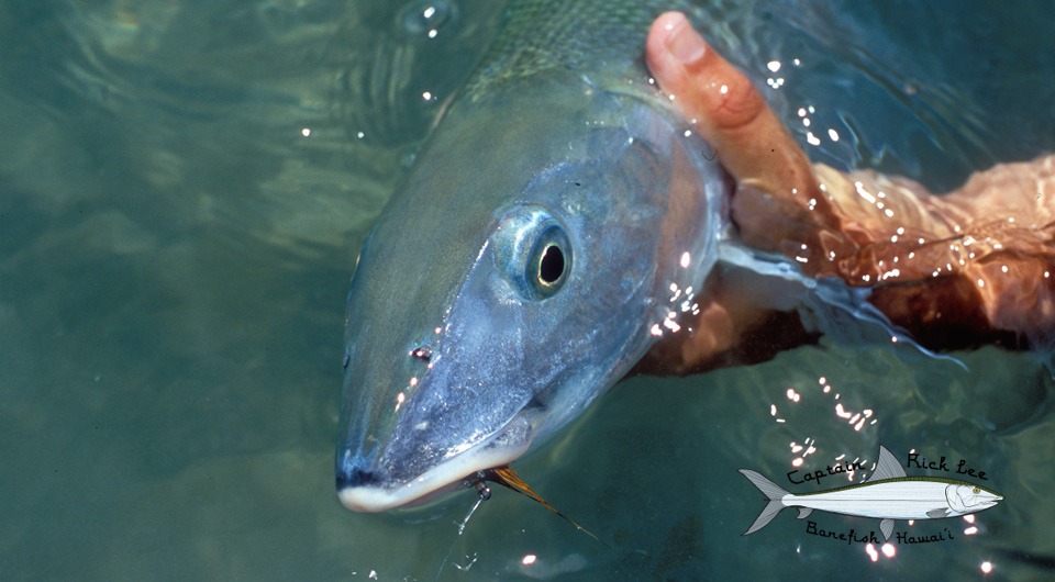 Bonefish Hawaii