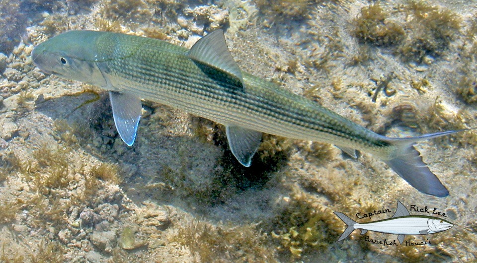 Your Hawaii Flyfishing Source